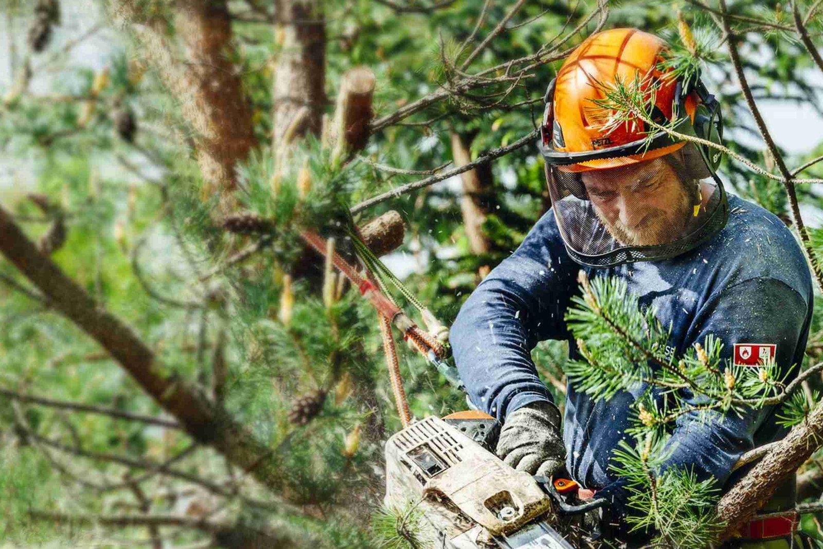 Tree Service in Oak Park, IL